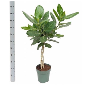 Ficus Beng Audrey Twister Stam