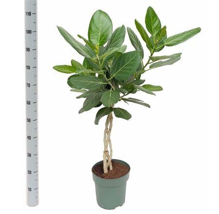 <h4>Ficus Beng Audrey Twister Stam</h4>