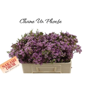 Chame Un Phoebe Pink 50cm