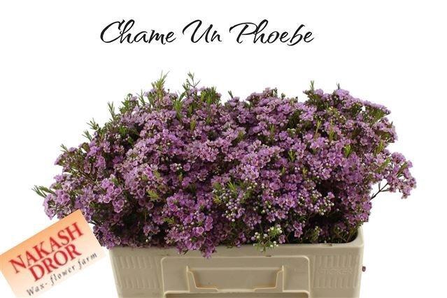 Chame Un Phoebe Pink 50cm