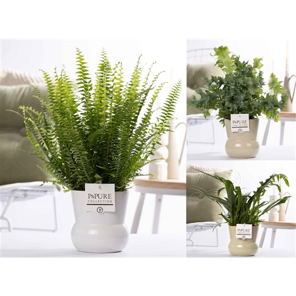 <h4>Varens gemengd in P&PURE Plant Vase Maxima ass.2</h4>