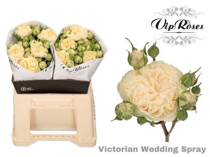 <h4>R TR VICTOR WEDDING+</h4>