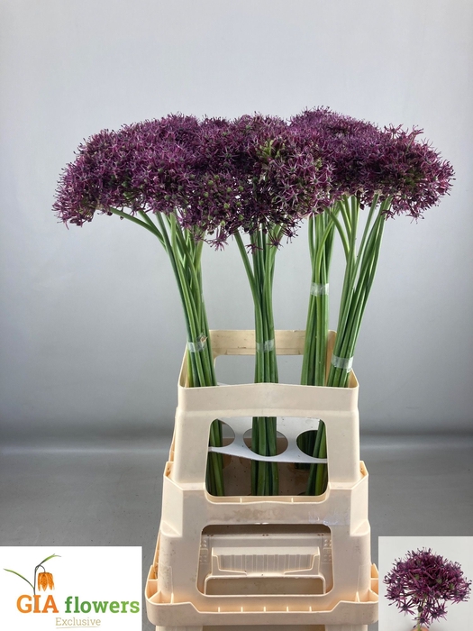 ALLIUM ATROPURPUREUM