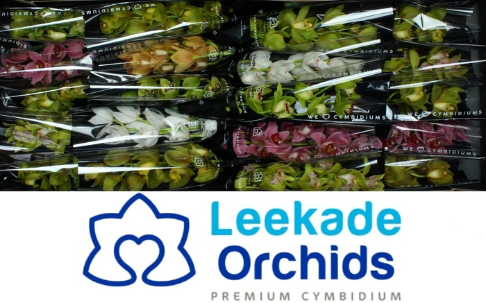 <h4>CYMB MI GEM</h4>