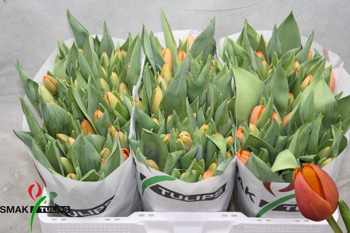 <h4>TU EN TIME OUT</h4>