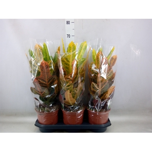 Codiaeum var. GR 'Excellent'