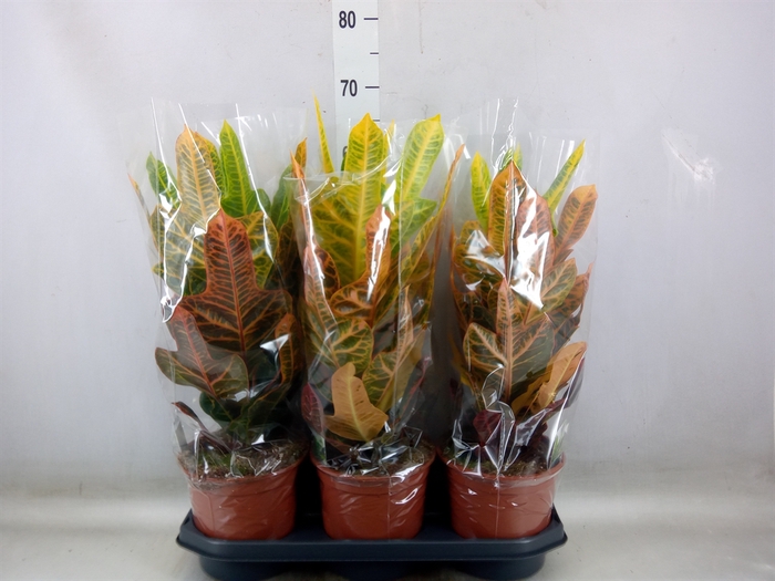 <h4>Codiaeum var. GR 'Excellent'</h4>