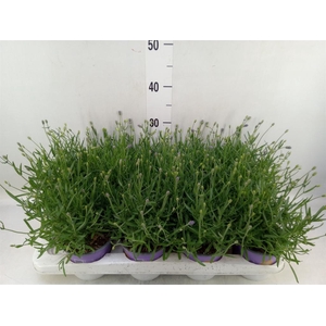 Lavandula angus. 'Essence Pure'