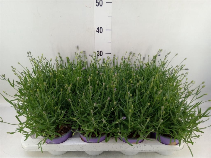 <h4>Lavandula angus. 'Essence Pure'</h4>