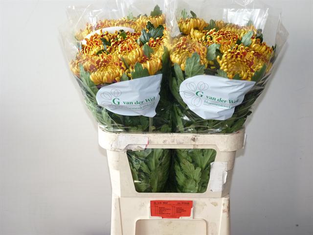 <h4>Chr G Fuego Van der Wel</h4>