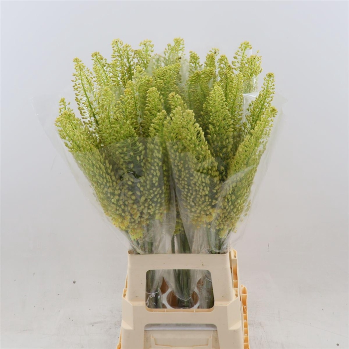 <h4>Eremurus stenophyllus</h4>
