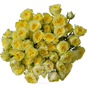R TR FIBONACCI GIOCONDA Tessa