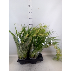 Chlorophytum com. 'Variegatum'
