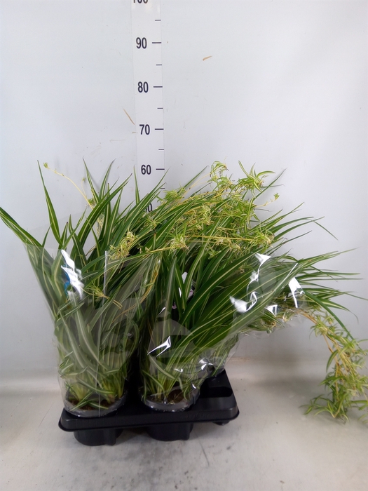 <h4>Chlorophytum com. 'Variegatum'</h4>
