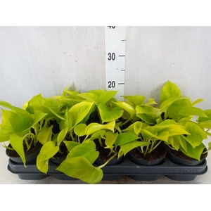 Epipremnum pinn. 'Golden Pothos'