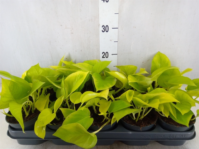 <h4>Epipremnum pinn. 'Golden Pothos'</h4>