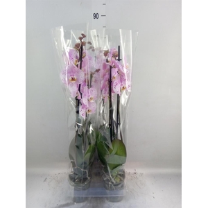 Phalaenopsis ...rose