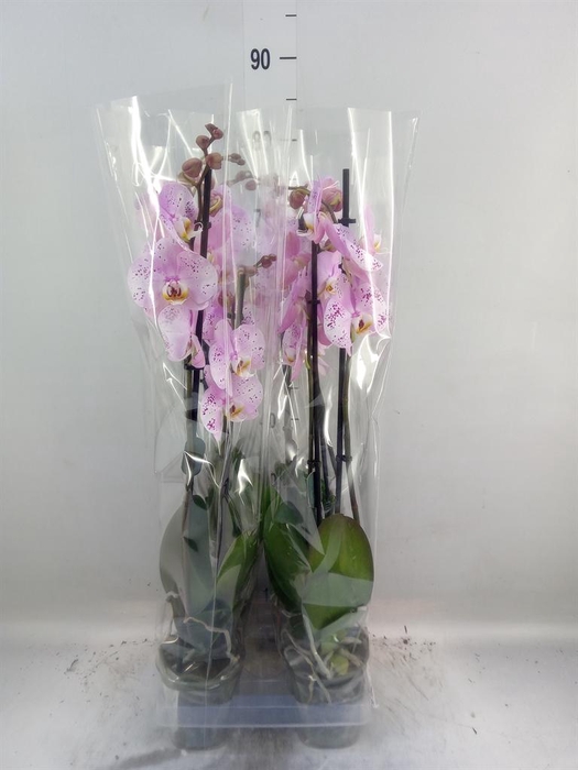 <h4>Phalaenopsis   ...rose</h4>