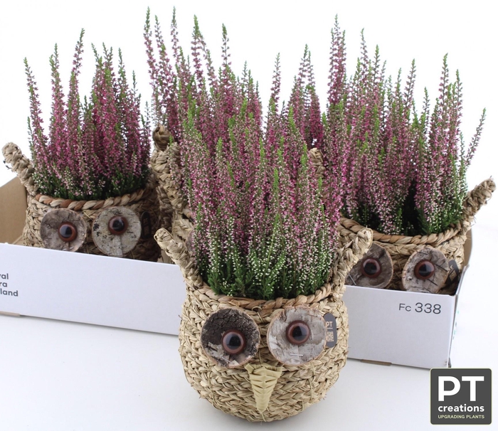 <h4>ARR TUINPLANTEN</h4>