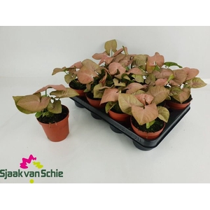 Syngonium Red Heart 9,5Ø 20cm