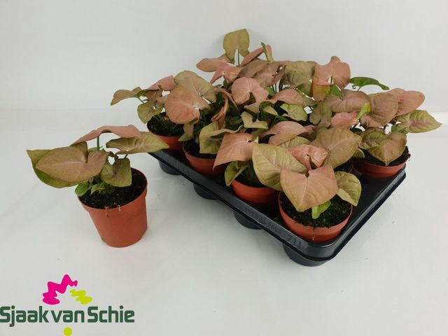 Syngonium Red Heart 9,5Ø 20cm
