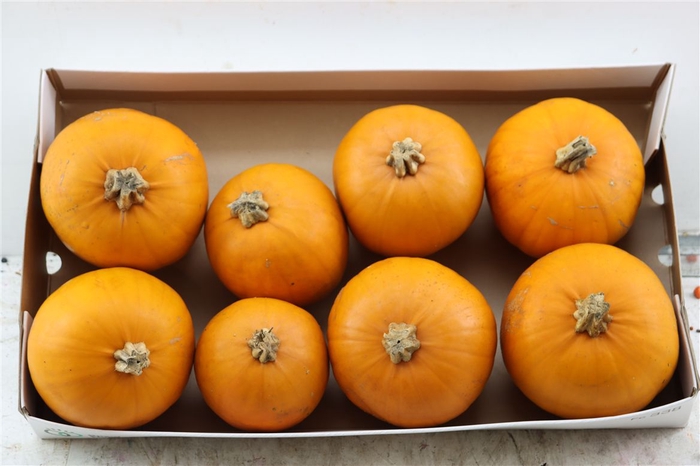 <h4>Sier Cuc P Maxima Halloween X8</h4>