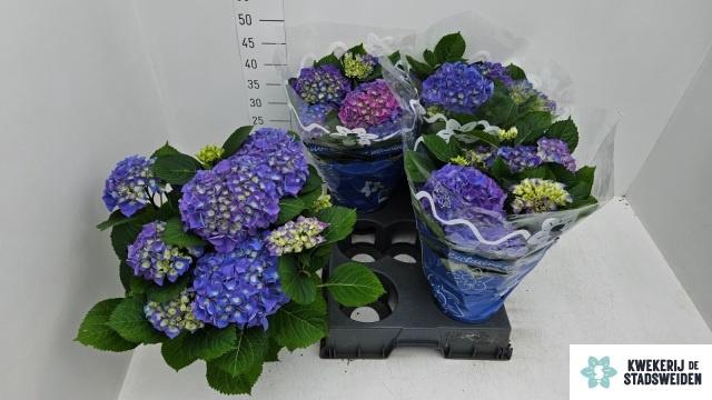 <h4>HYDR M BLAUER ZWERG</h4>