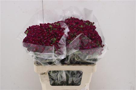 <h4>Di Barb Bord</h4>