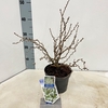 Prunus incisa Kojou-no-mai