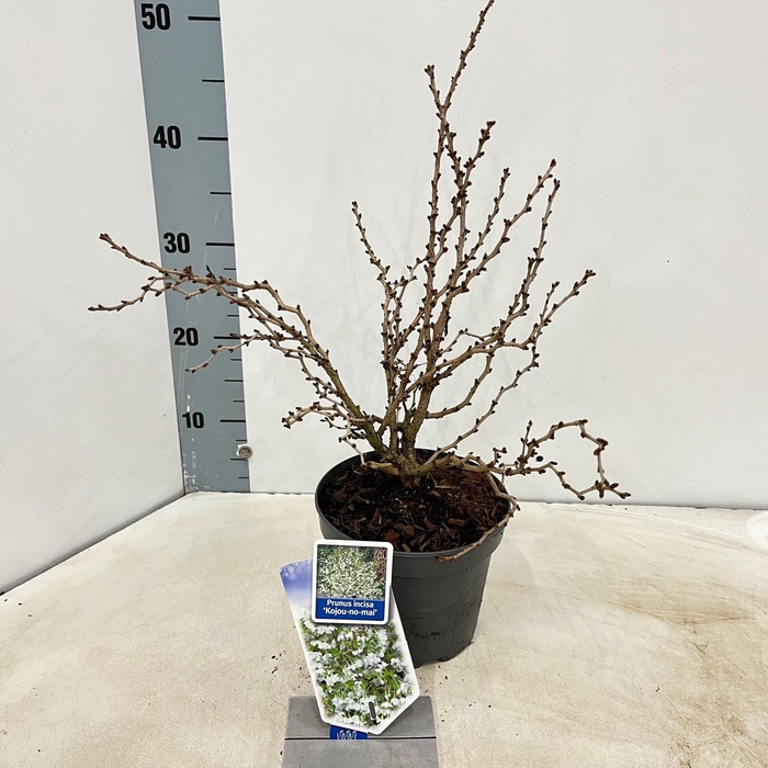 Prunus incisa Kojou-no-mai
