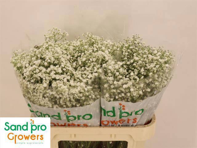 <h4>GYPS PA XLENCE</h4>