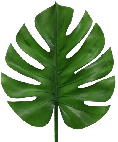 <h4>FOLHAGEM MONSTERA DELICIOSA 030 CM</h4>