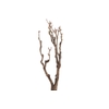 Syringa Branch Extra Gismonti