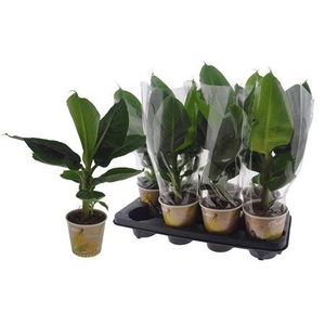 Musa Tropicana