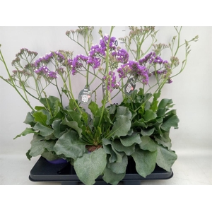 Limonium  'Salt Lake'