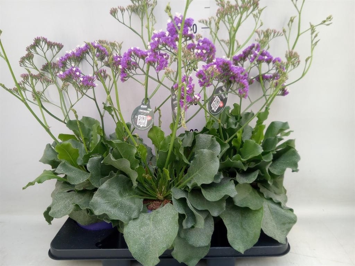 <h4>Limonium  'Salt Lake'</h4>