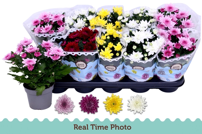 <h4>CHRYS GEVULDBL GEM</h4>