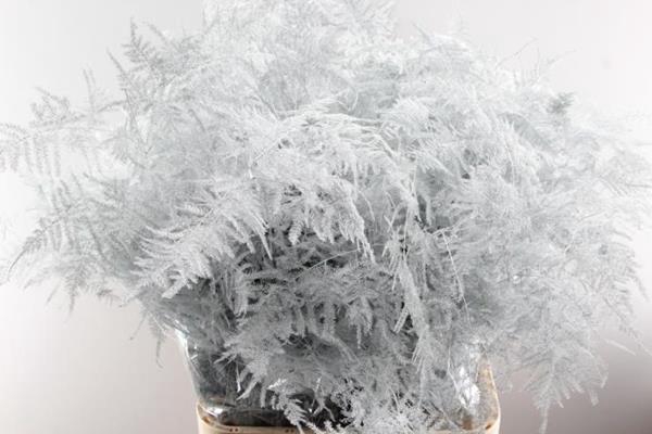 <h4>Asp Lang Getopt Wit</h4>