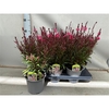 Gaura Roze