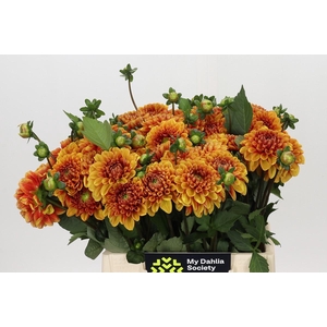 Dahlia American Sunset
