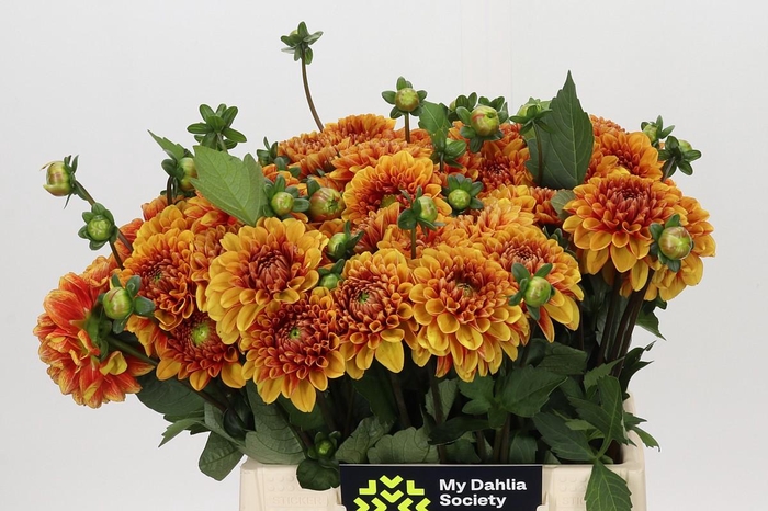 <h4>Dahlia American Sunset</h4>
