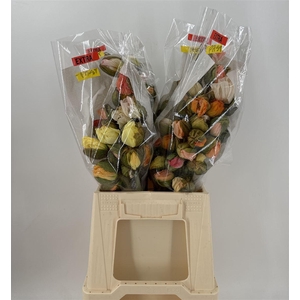 Papaver Mix Pastel Extra