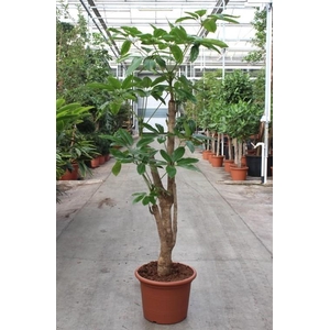 Schefflera actinophylla 'Amate’