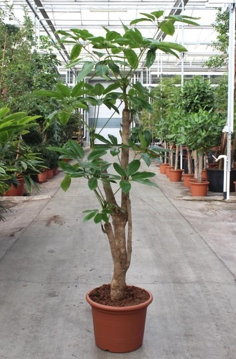 <h4>Schefflera actinophylla 'Amate’</h4>