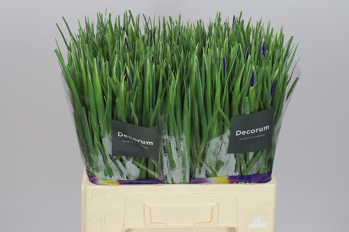 <h4>Iris Blue Magic</h4>