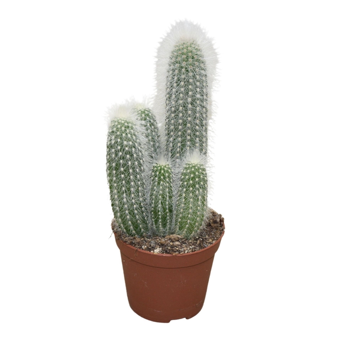 <h4>Cleistocactus strausii</h4>
