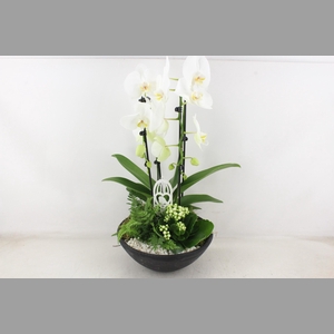 arr2 PL - Ebbischaal x2 phal. wit