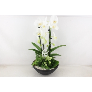 arr2 PL - Ebbischaal x2 phal. wit