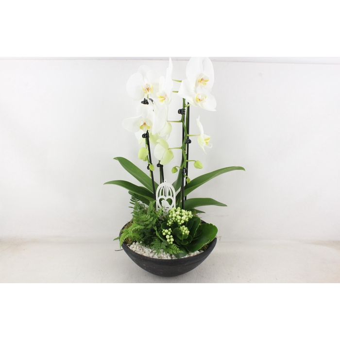 <h4>Arr2 Pl - Ebbischaal X2 Phal. Wit</h4>