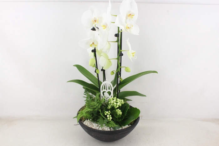 <h4>arr2 PL - Ebbischaal x2 phal. wit</h4>